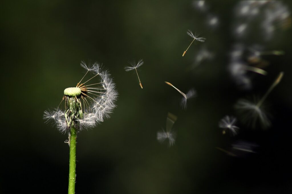 dandelion-1931080_1280