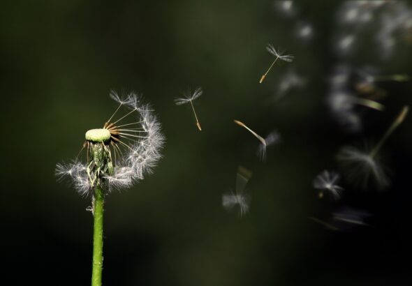 dandelion-1931080_1280