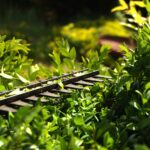 hedge-3393849_1280