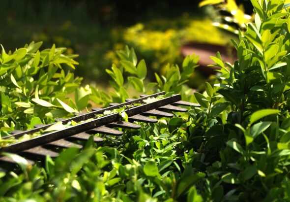 hedge-3393849_1280