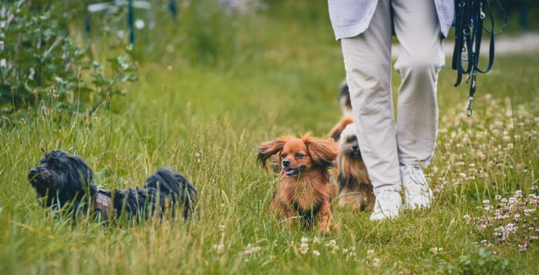 dogs-7340749_1280