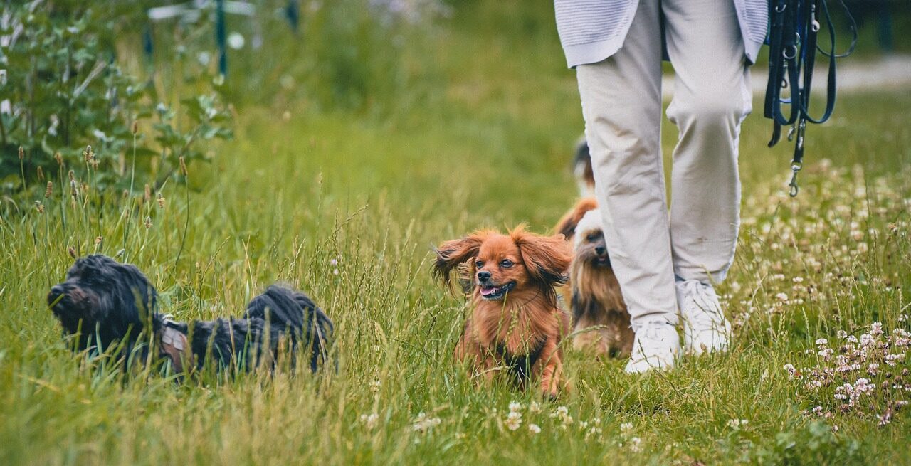 dogs-7340749_1280