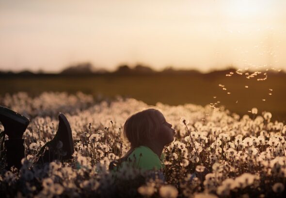 jplenio-flower-2562079_1280