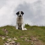 sssssaa-dog-3801359_1280