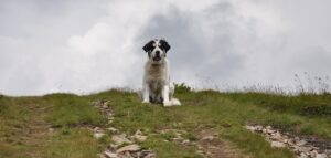 sssssaa-dog-3801359_1280