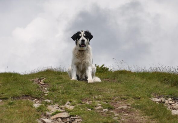 sssssaa-dog-3801359_1280